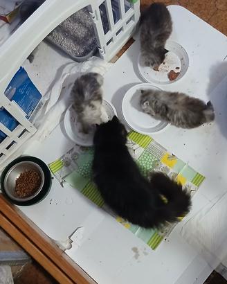 animali 