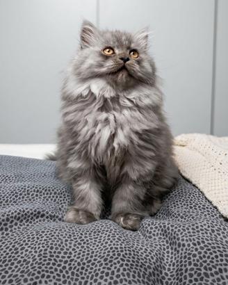 Gattino persiano