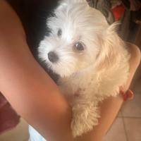 Cuccioli maltese