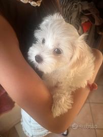 Cuccioli maltese
