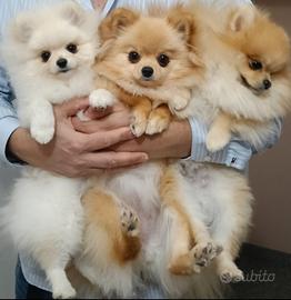 Cuccioli di Pomerania con pedigree ENCI