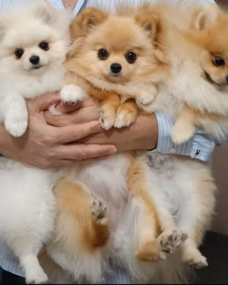 Cuccioli di Pomerania con pedigree ENCI