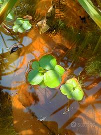 Pianta acquatica galleggiante