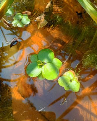 Pianta acquatica galleggiante