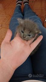 Gattino persiano