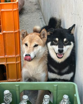 Shiba inu
