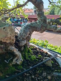 Bonsai olmi cinesi