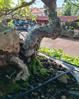 Bonsai olmi cinesi