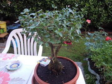 Bonsai Fillirea