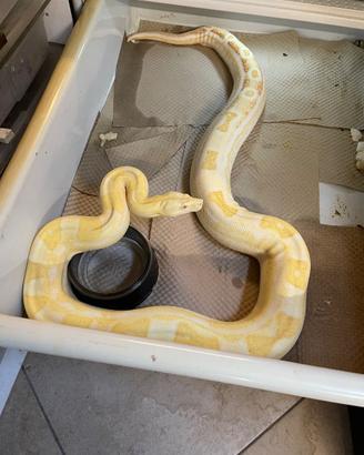 Boa constrictor