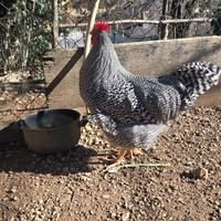 Gallo