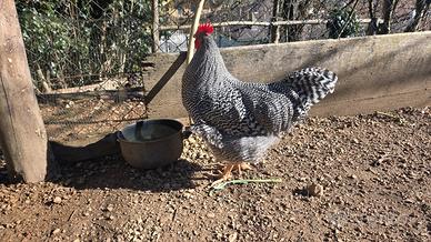 Gallo