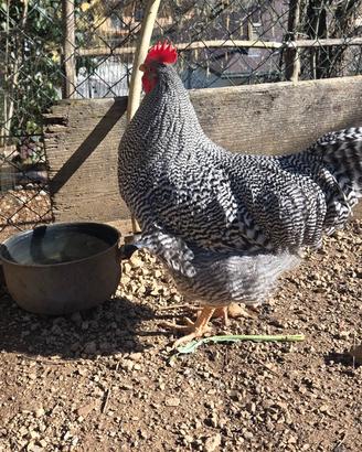 Gallo