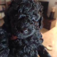 Barboncino mini toy nero