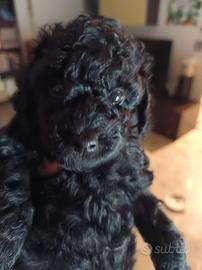 Barboncino mini toy nero