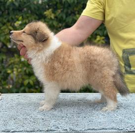 Cuccioli Pastore Scozzese con pedigree