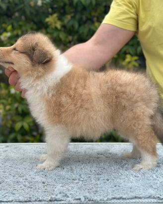 Cuccioli Pastore Scozzese con pedigree