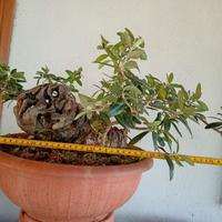 Prebonsai ulivo
