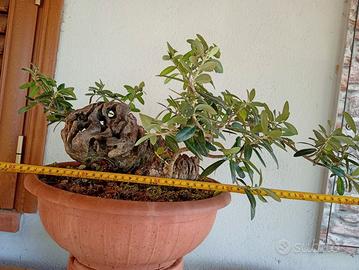 Prebonsai ulivo