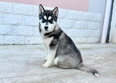 Cucciola Siberian Husky