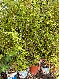 Piante di Bambù in vaso