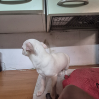 Mini Chihuahua totalwhite maschio