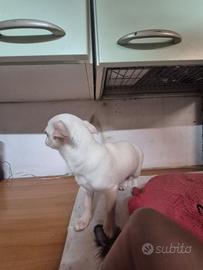 Mini Chihuahua totalwhite maschio