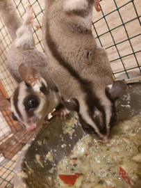 Petauri dello zucchero