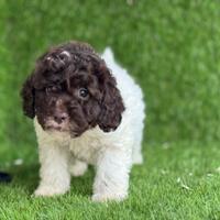 Lagotto romagnolo