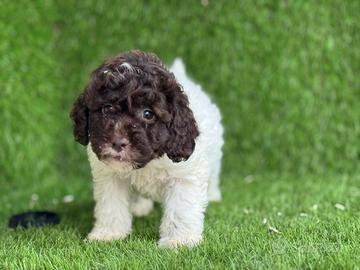 Lagotto romagnolo