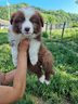 cuccioli-australian-shepherd-con-certificato