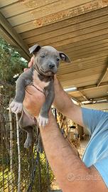 Amstaff occhi blu no Pitbull