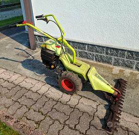 Grillo Falcetto 1
