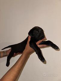 Cucciolo cane corso