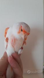 Canarine rosso mosaico