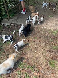 Cuccioli di cane