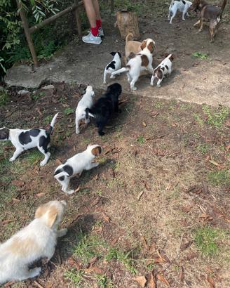 Cuccioli di cane