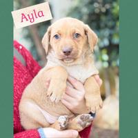 Ayla,2mesi