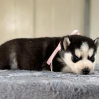 Siberian Husky con pedigree