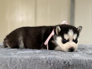 Siberian Husky con pedigree