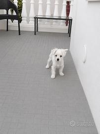 Cucciolo di maltese vaccinato