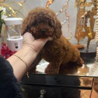 Barboncina Nana fulva