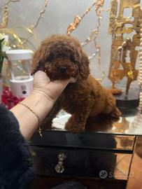 Barboncina Nana fulva