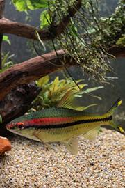 Puntius Denisonii di 10 cm