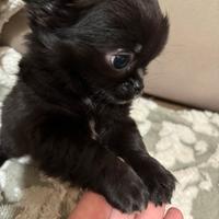 Cucciolo chihuahua pelo lungo pedigree