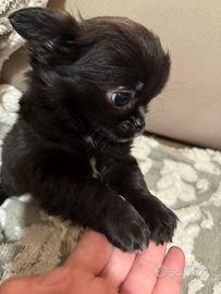 Cucciolo chihuahua pelo lungo pedigree