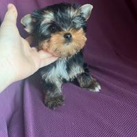 Yorkshire terrier subito pronta