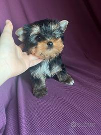 Yorkshire terrier subito pronta