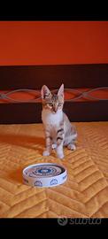 Gattina dolce tricolore