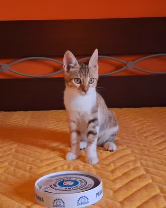 Gattina dolce tricolore